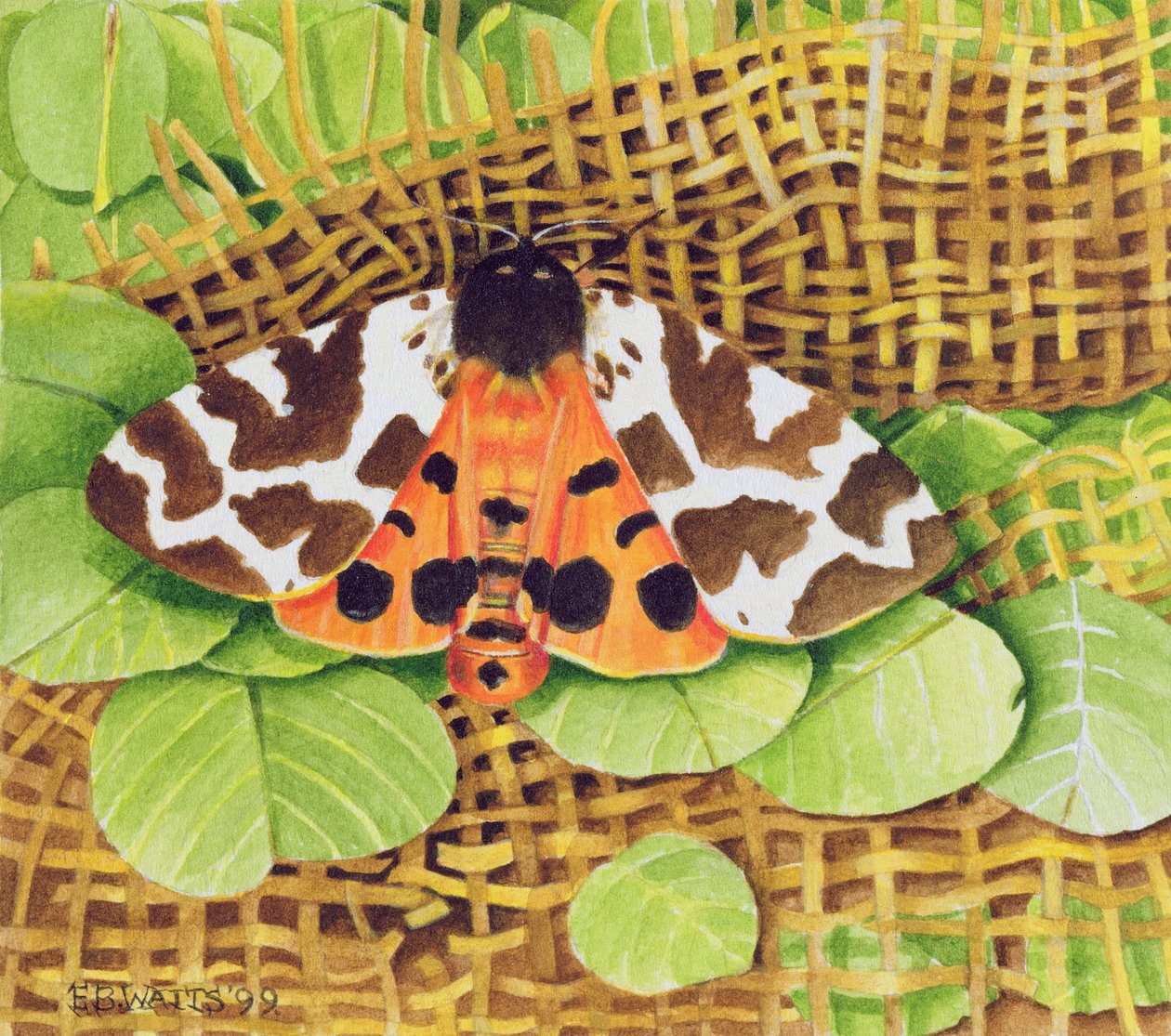 Falena Tigre, 1999 da E.B. Watts