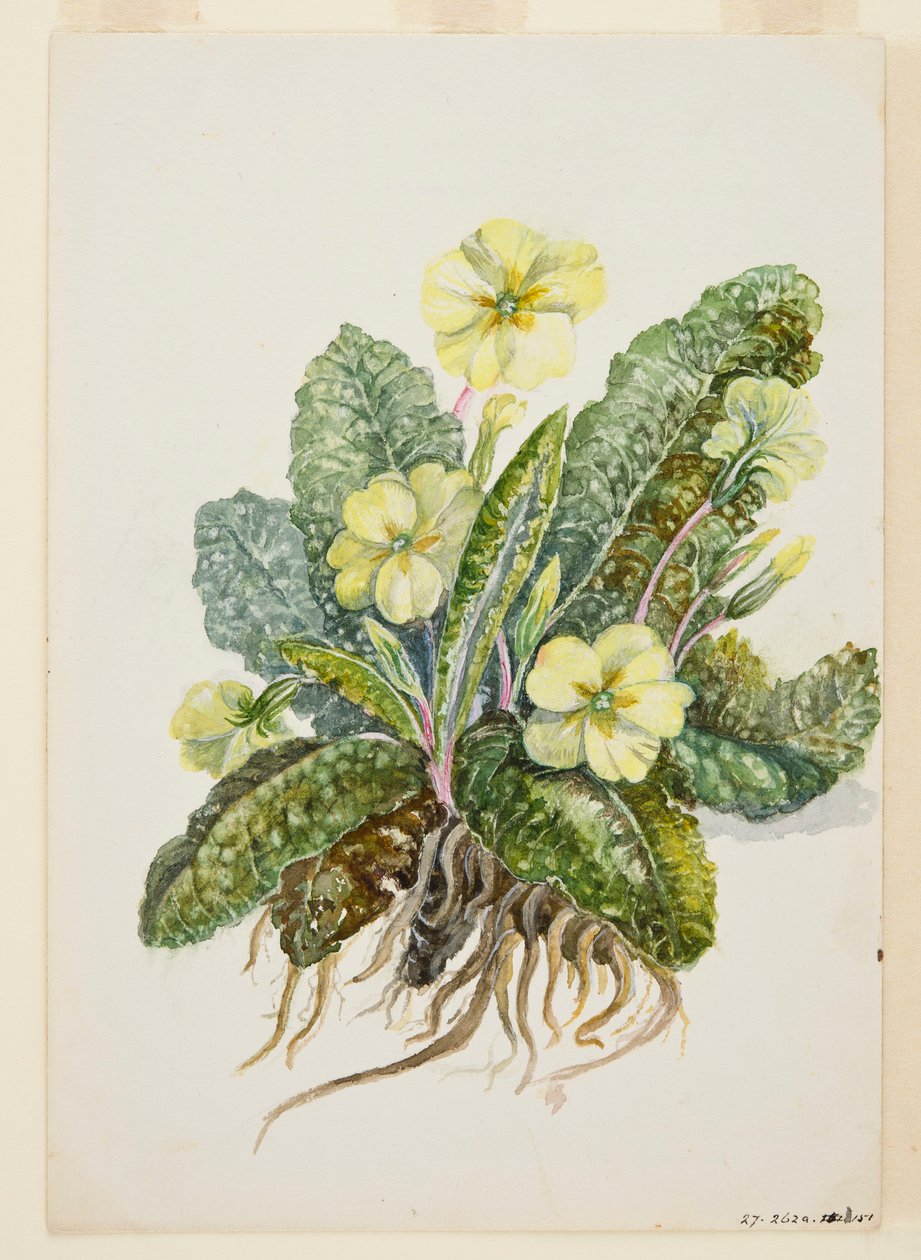 Primula vulgaris Huds Primula, c1920s da EF Crowley
