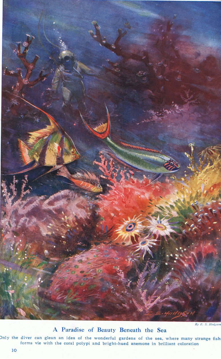Un Paradiso di Bellezza Sotto il Mare, illustrazione da 