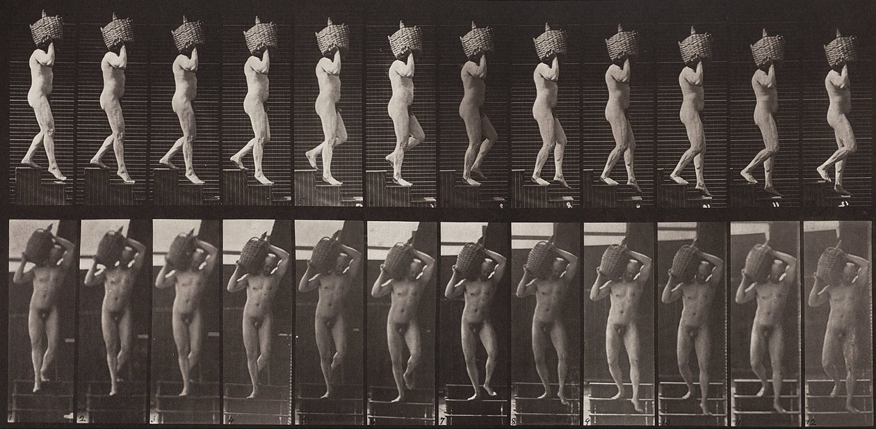 Locomozione animale, tavola 136 da Eadweard Muybridge