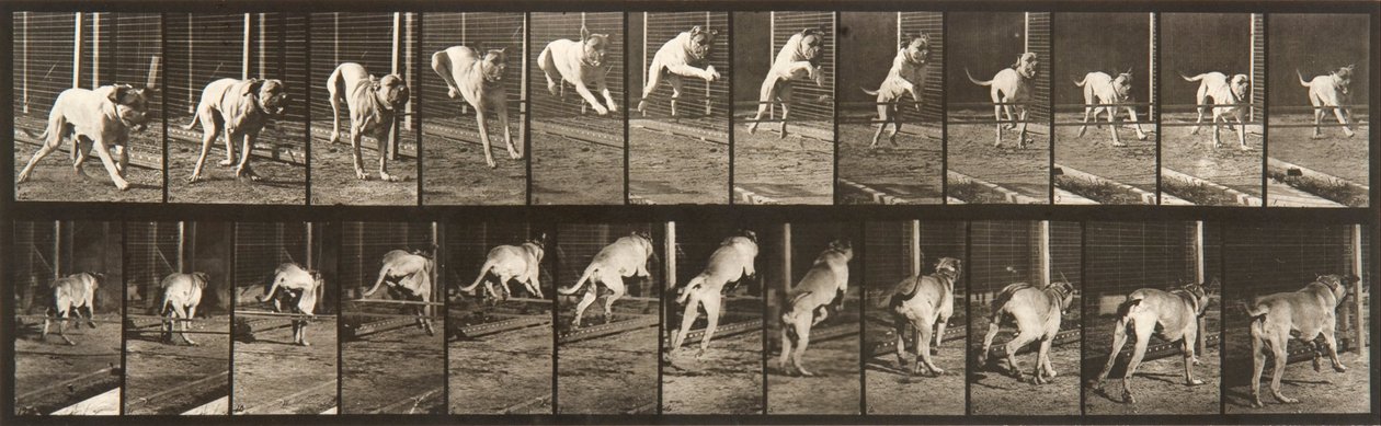 Locomozione animale, tavola 712 da Eadweard Muybridge