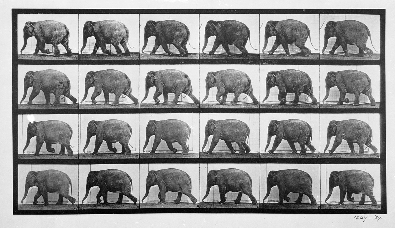 Elefante che cammina, tavola 733 da 