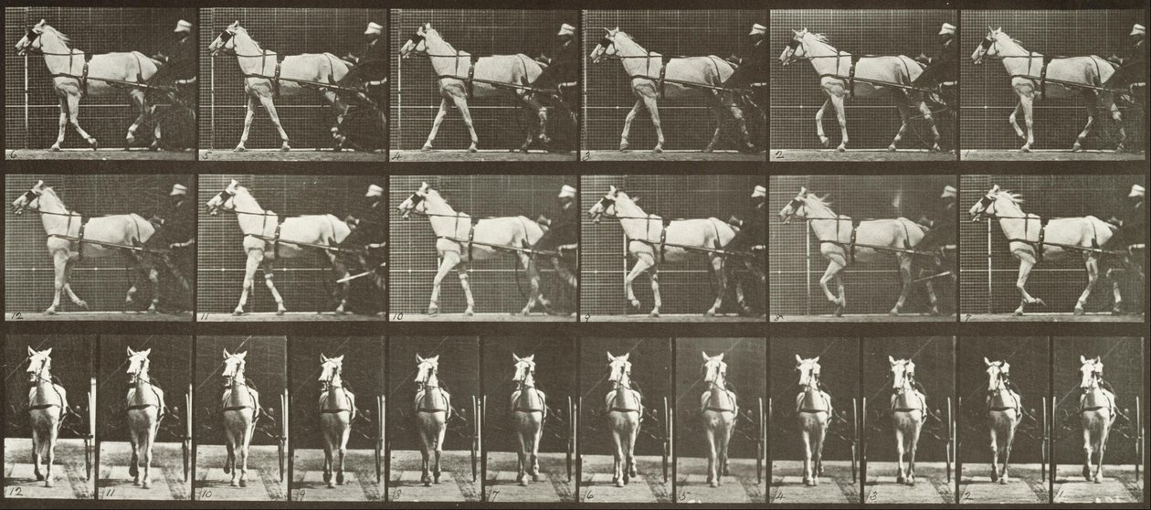 Camminando, calesse, cavalla grigia chiara, Katydid da Eadweard Muybridge