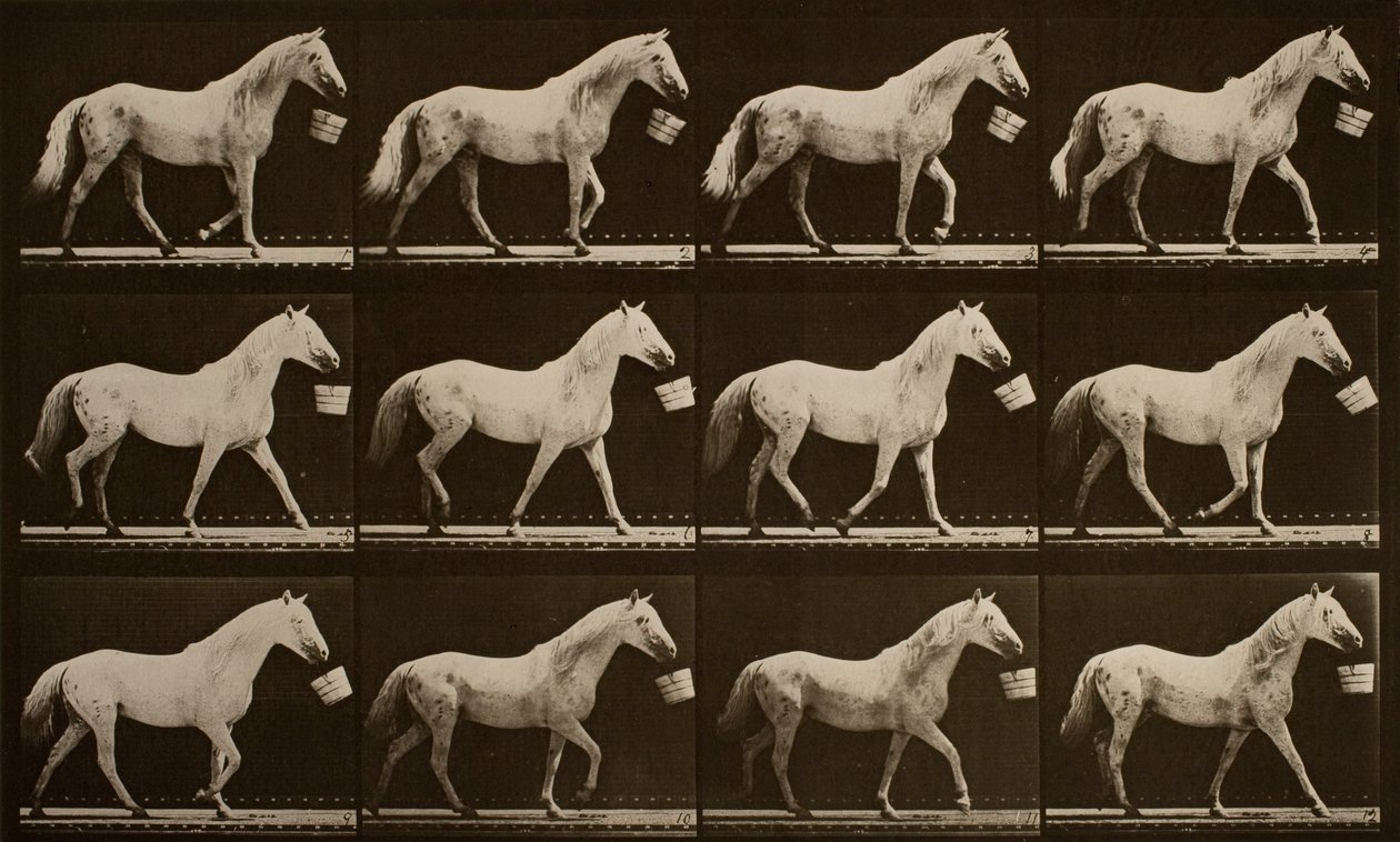 Cavallo grigio chiaro con secchio in bocca, Aquila da Eadweard Muybridge