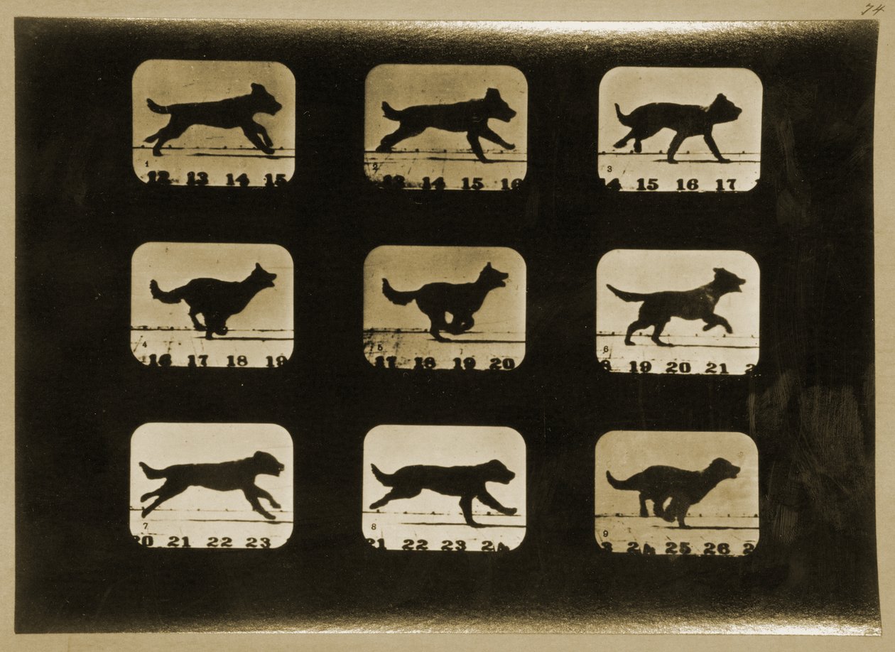 Cani in corsa, dalla serie 