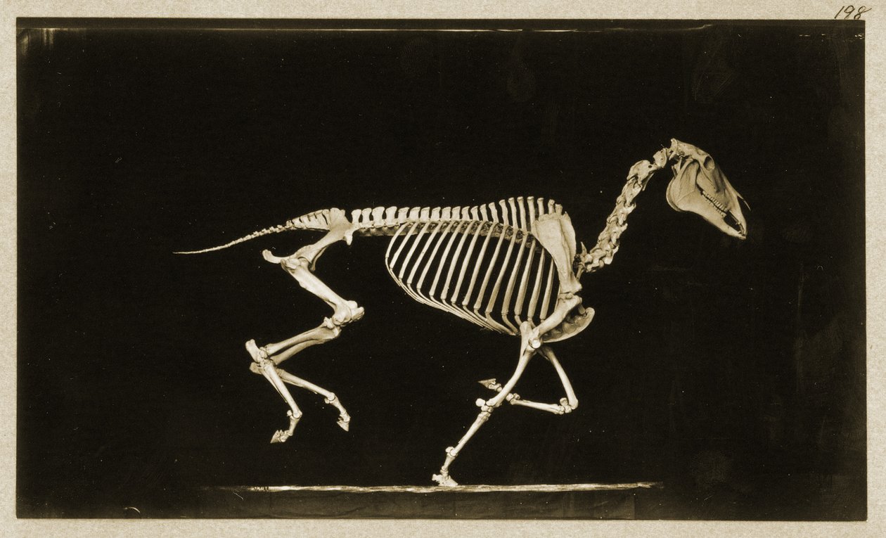 Scheletro di un cavallo in corsa da Eadweard Muybridge