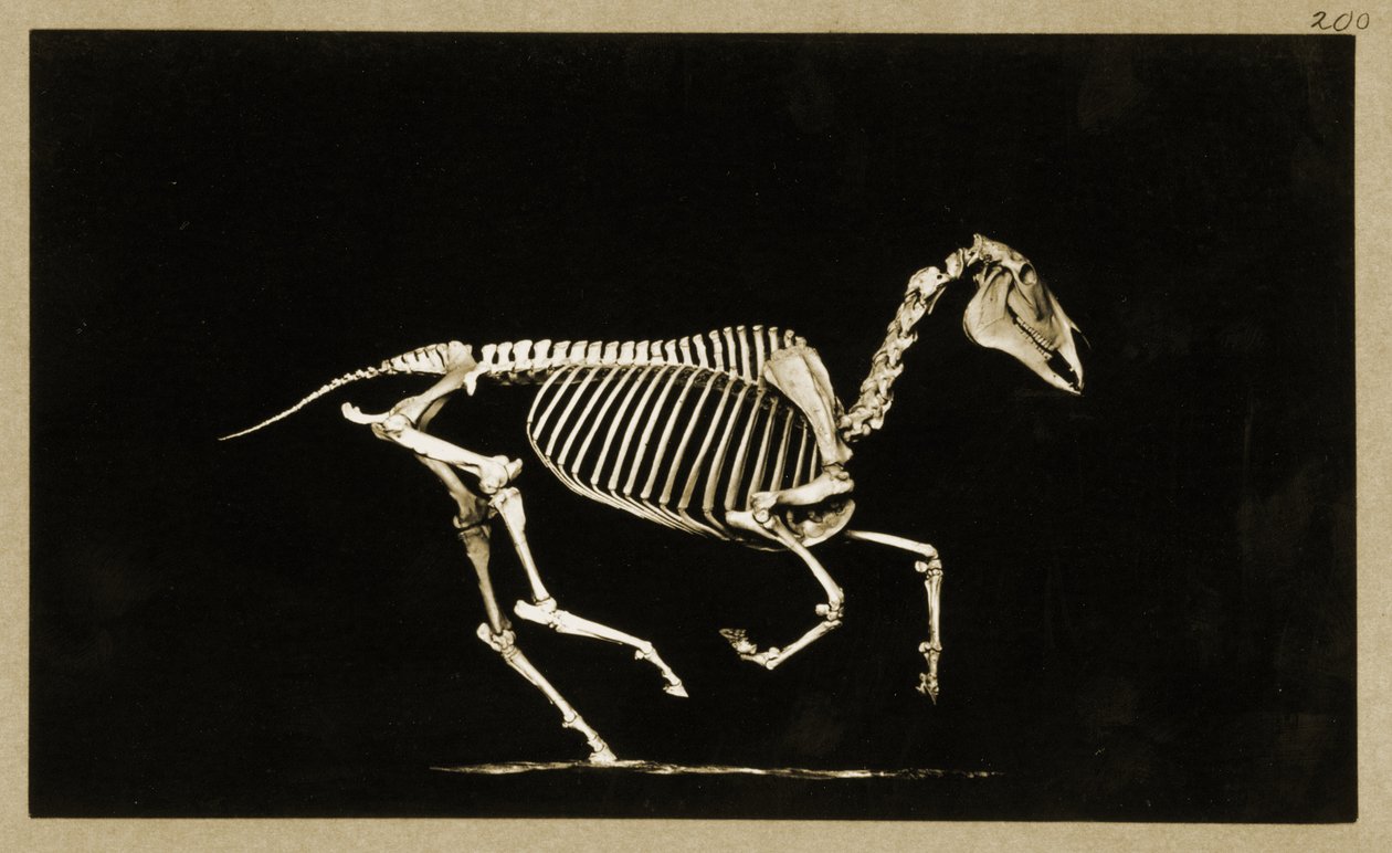 Scheletro di un cavallo in corsa da Eadweard Muybridge