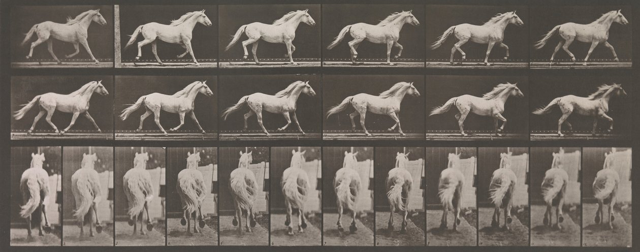 Locomozione animale. Un