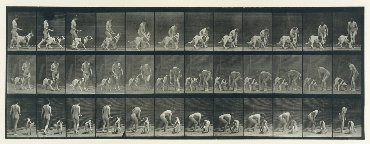 Locomozione animale. Un
