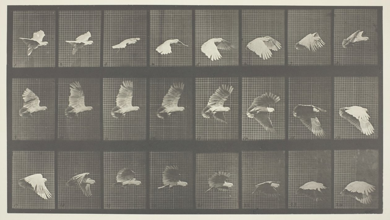 Locomozione animale, Tavola 758, 1887 da Eadweard Muybridge