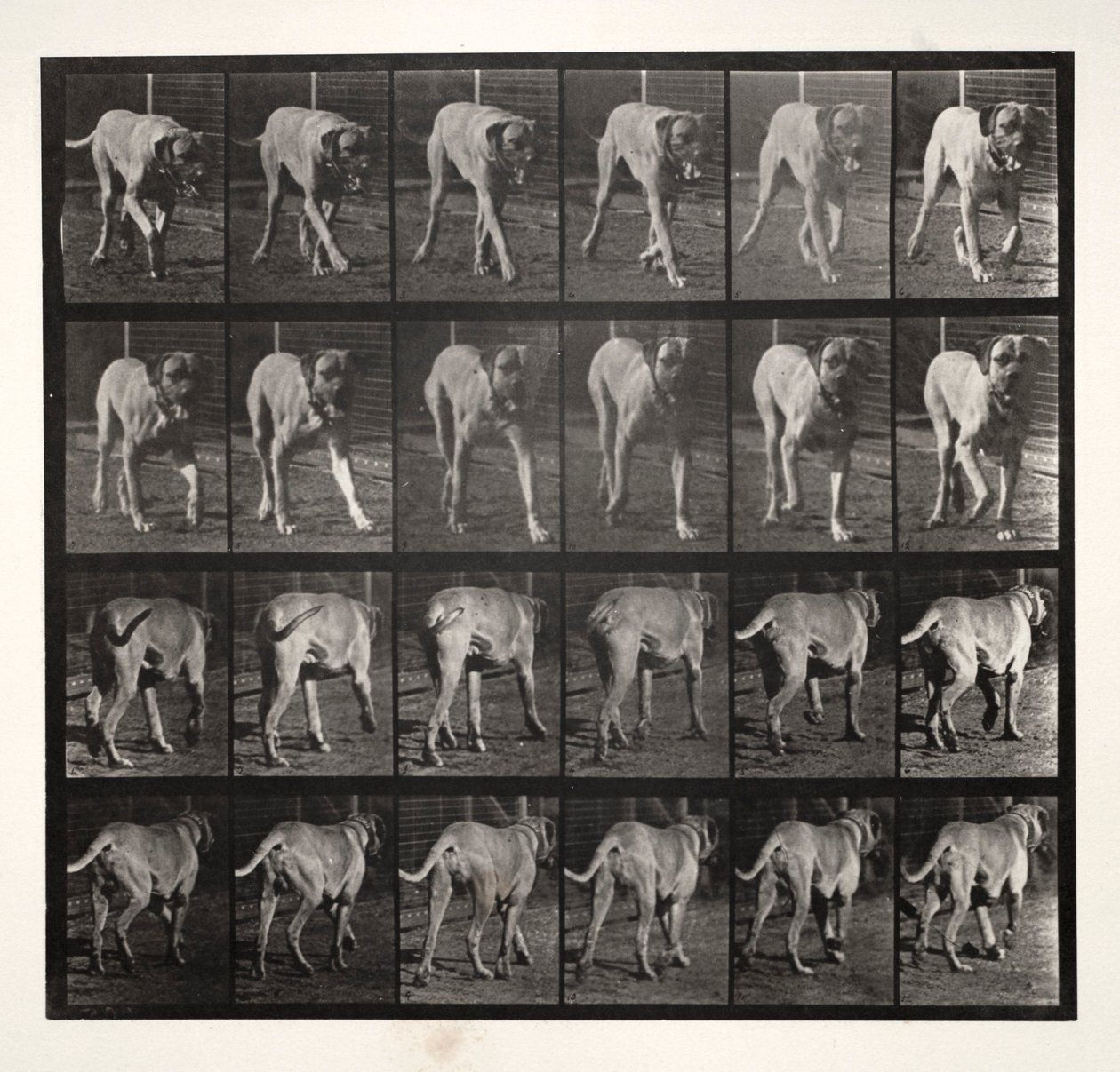 Dread Trotting, 1887 da Eadweard Muybridge
