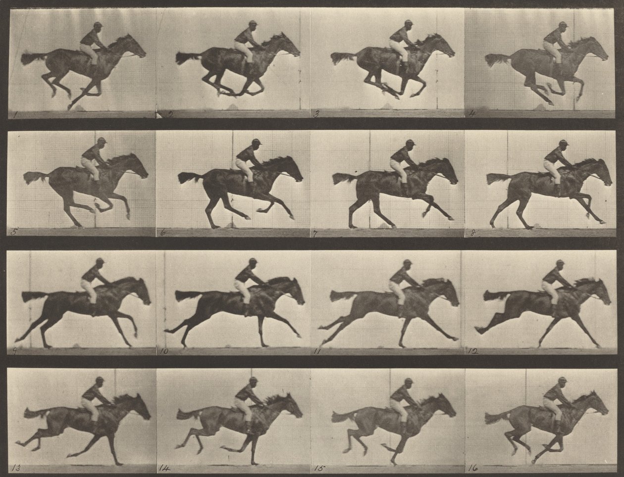 Tavola numero 626. Galoppo, cavalla baia purosangue, Annie G., 1887 da Eadweard Muybridge