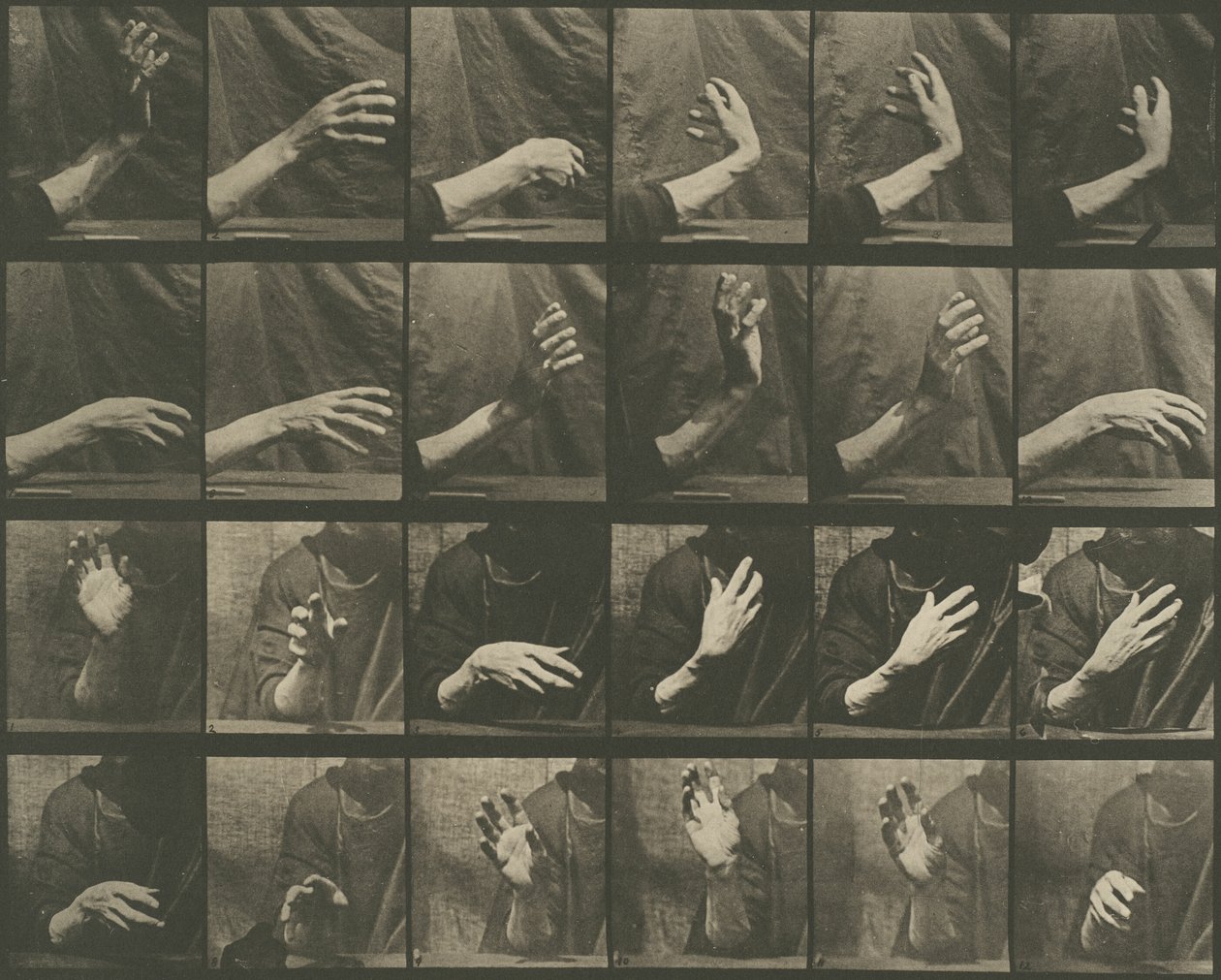 Locomozione animale, tavola 535 da Eadweard Muybridge
