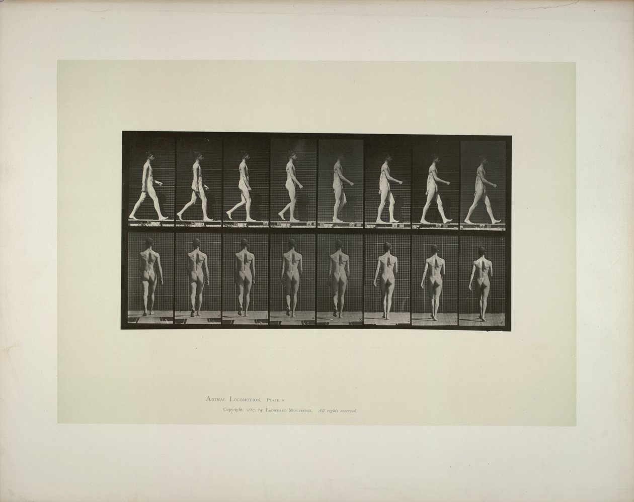 Locomozione animale: bacino maschile con tessuto da Eadweard Muybridge