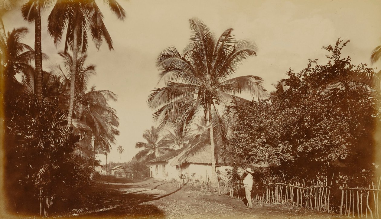 Palma da cacao - Retalhuleu, Guatemala da Eadweard Muybridge