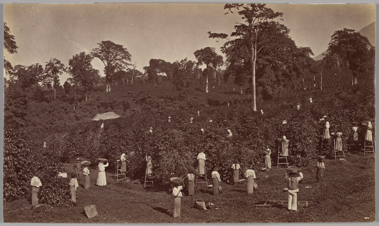 Raccolta del caffè, Las Nubes - Guatemala da Eadweard Muybridge