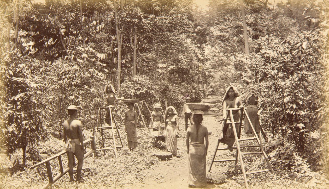 Raccolta del caffè a San Isidro - altitudine 1000 piedi, Guatemala da Eadweard Muybridge
