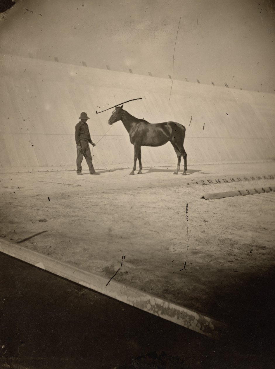 Particolare della pista della fattoria dei cavalli di Leland Stanford a Palo Alto, 1878-1879 (foto) da Eadweard Muybridge