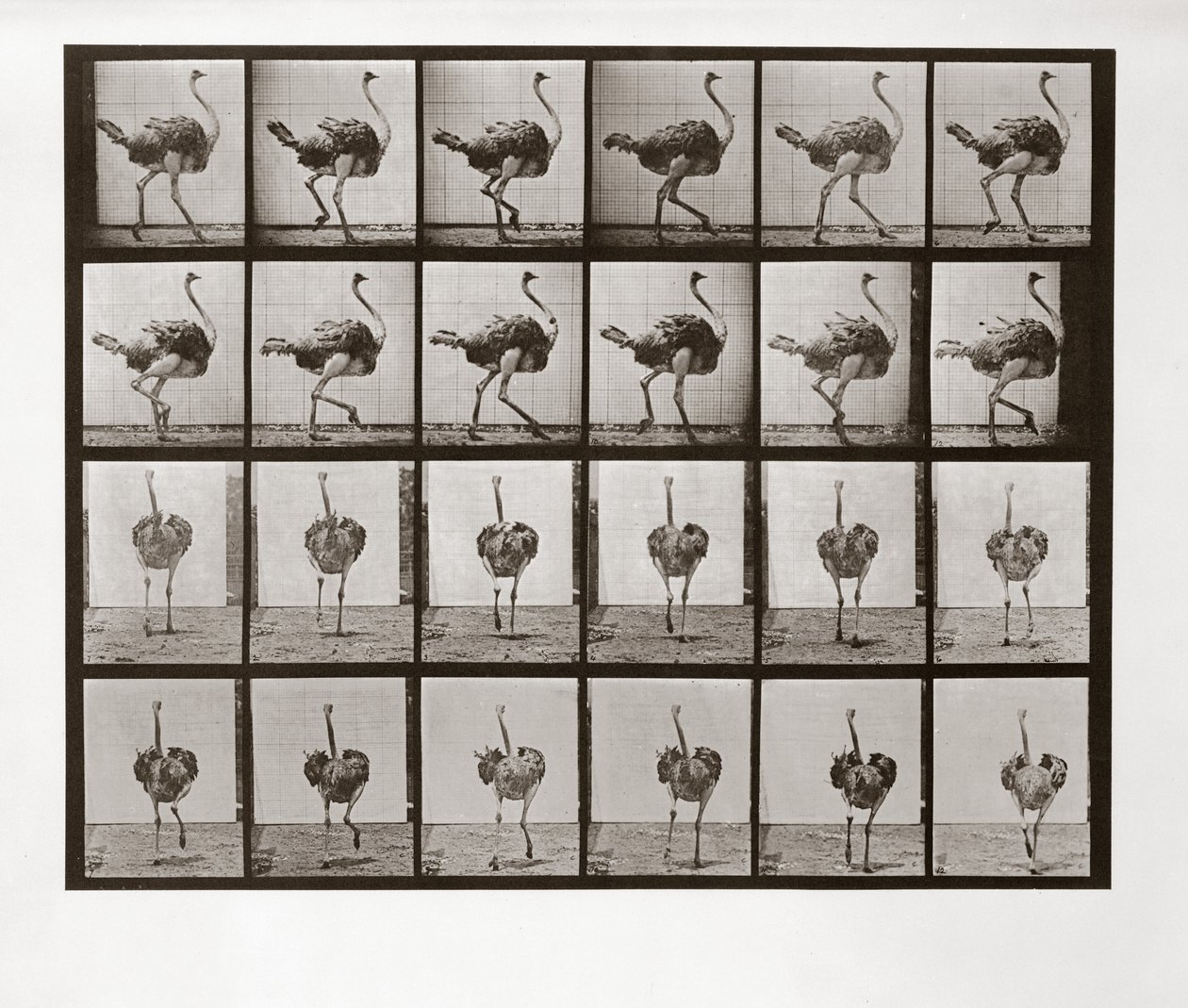 Struzzo che corre, Tavola 772 da Animal Locomotion, 1887 da Eadweard Muybridge