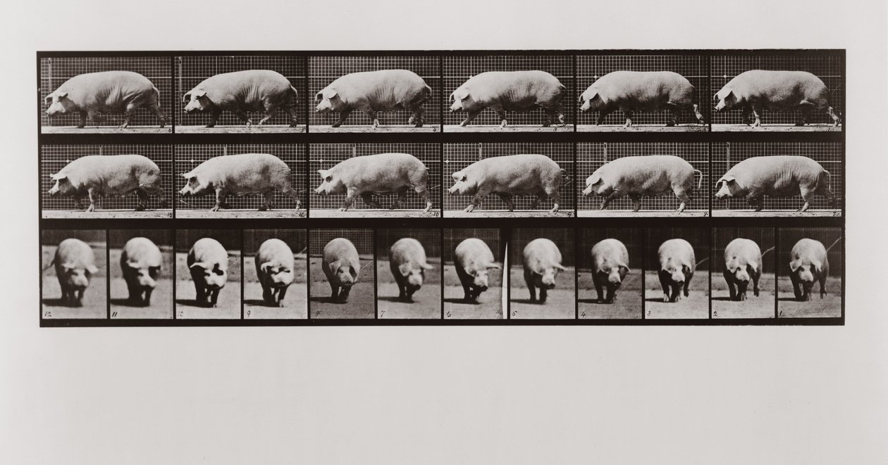 Maiale che cammina, Tavola 673 da Animal Locomotion da Eadweard Muybridge
