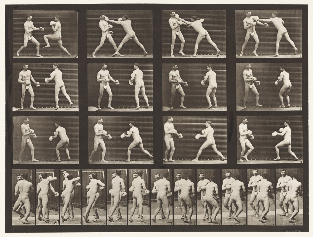 Boxe; Con Guanti da Eadweard Muybridge