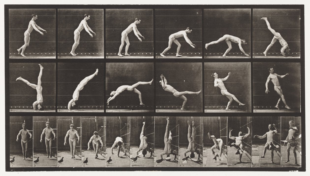 Tavola 365. Testa a molla, un piccione volante interferisce da Eadweard Muybridge