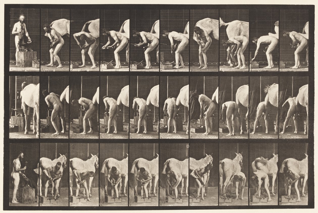 Tavola 508. Ferrare un cavallo da Eadweard Muybridge
