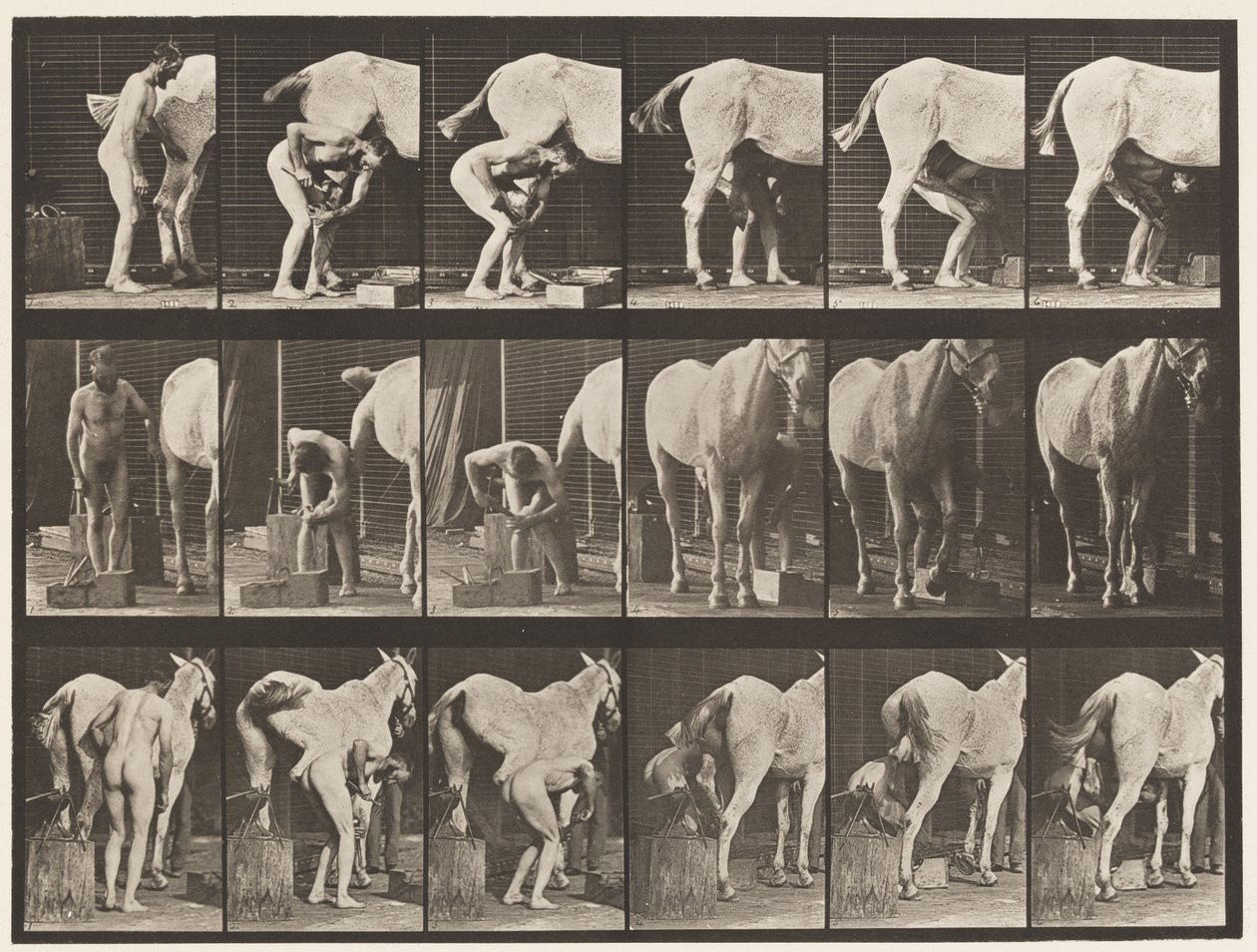 Tavola 509. Ferratura di un cavallo da Eadweard Muybridge