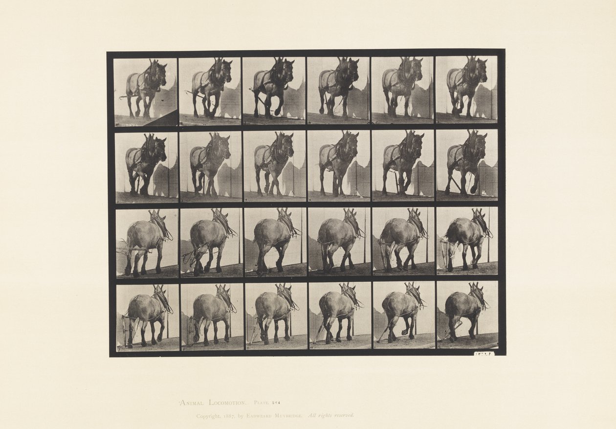 Tavola 564. Traino; Catena del Tronco Rotta; Cavallo Belga Grigio Scuro Dusel da Eadweard Muybridge