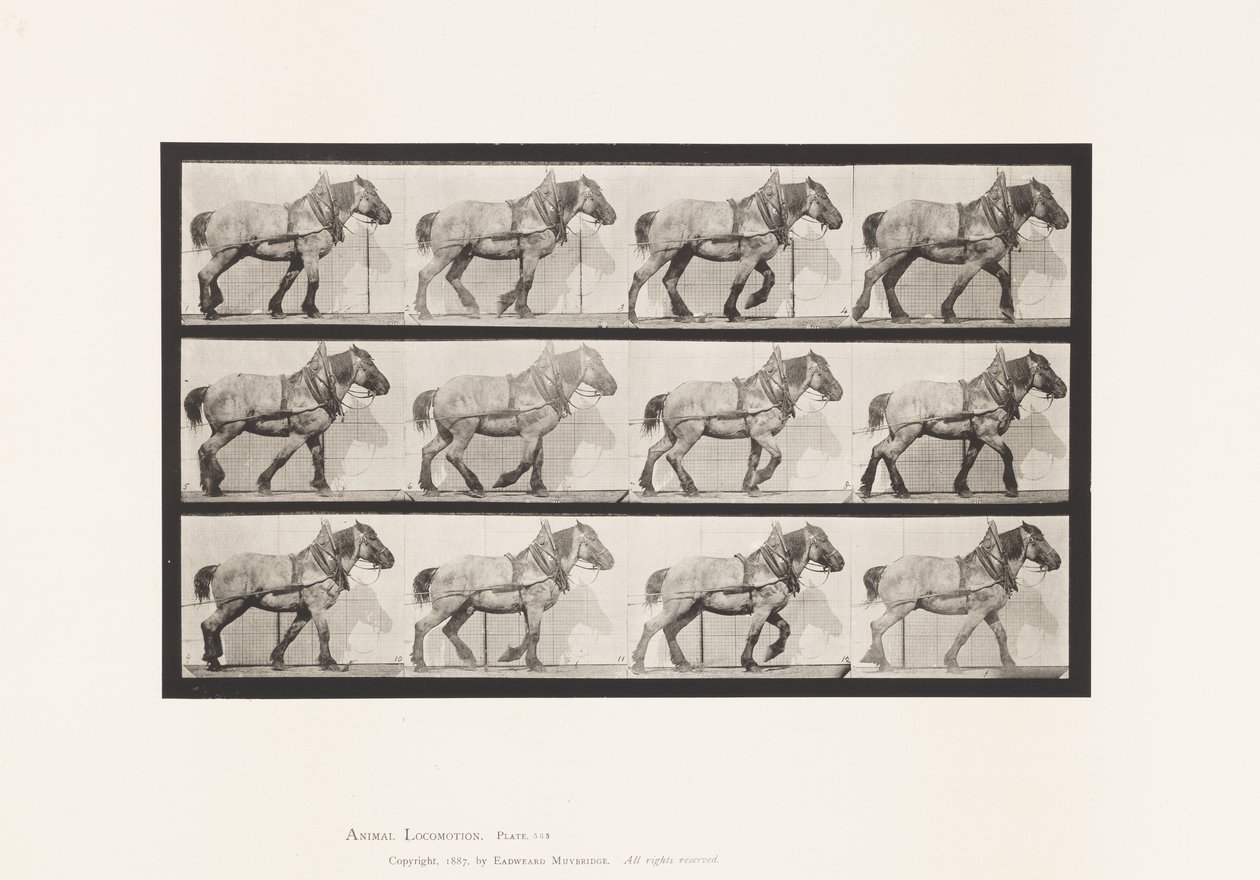 Tavola 565. Traino; Cavallo Belga Grigio Scuro Dusel da Eadweard Muybridge