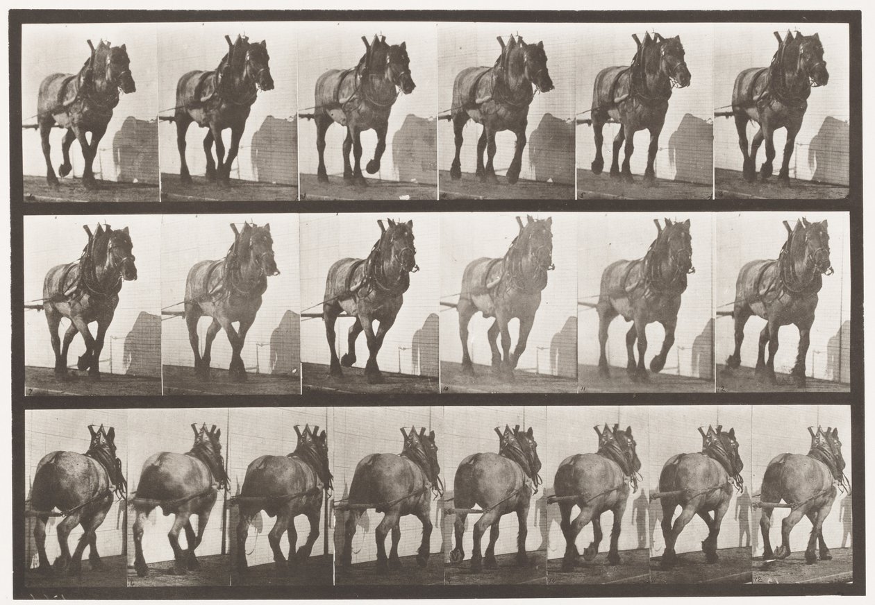 Tavola 566. Trainare; cavallo belga grigio scuro Dusel, 1885 da Eadweard Muybridge