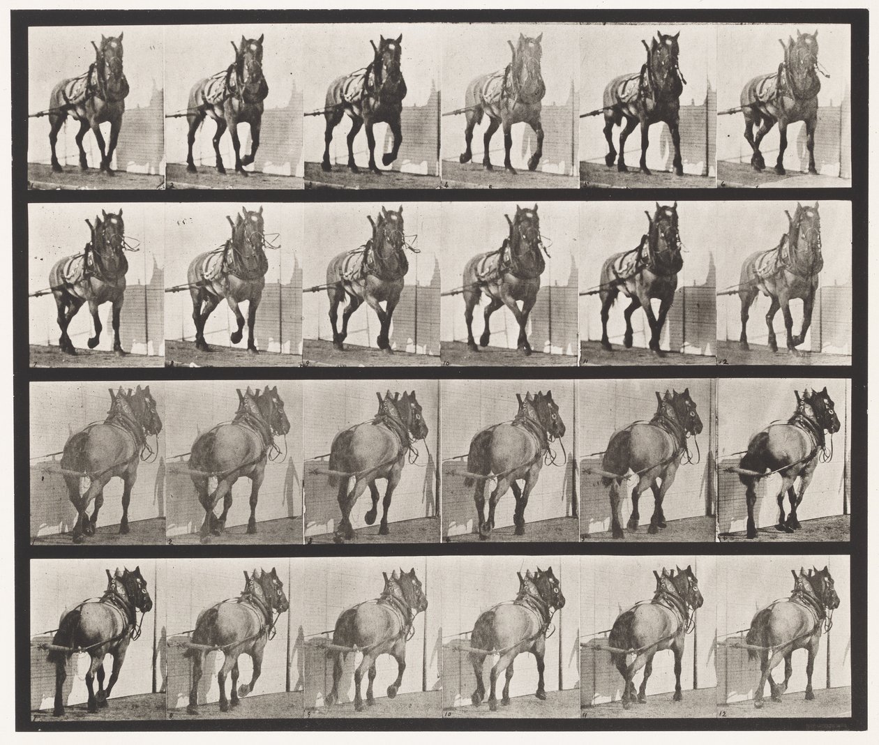 Tavola 568. Traino; Cavallo Belga Grigio Scuro Billy da Eadweard Muybridge