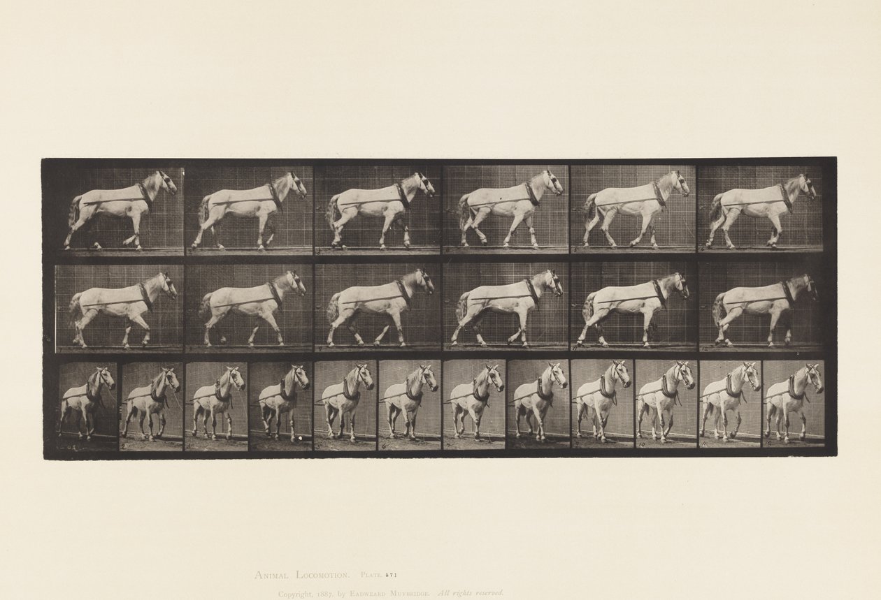 Trainare; Giumenta Grigio Chiaro Johnson, 1885 da Eadweard Muybridge