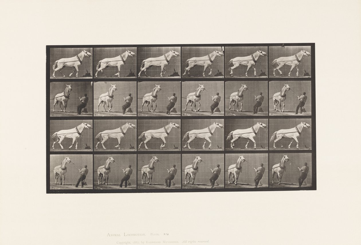 Tirare; Uomo che tira per la testa; Cavalla grigia chiara da Eadweard Muybridge