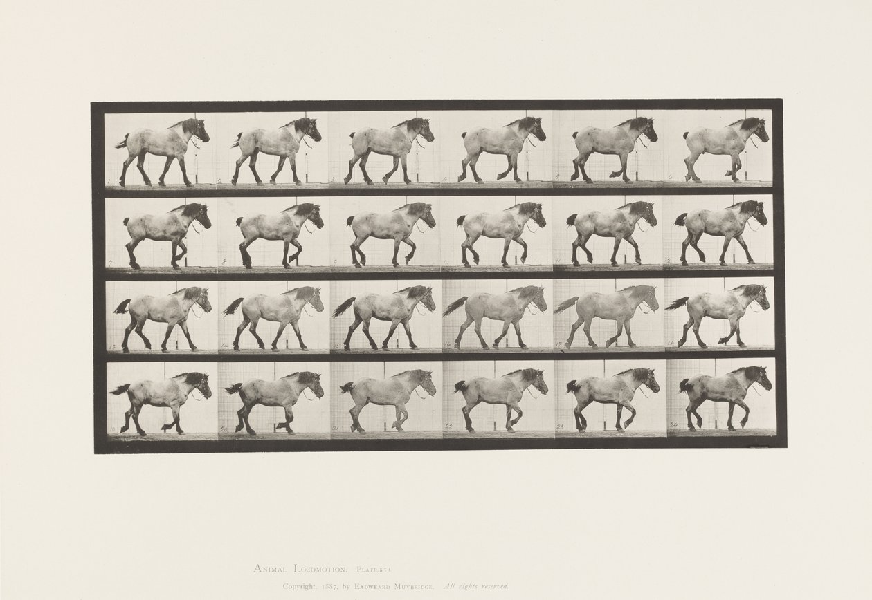 Tavola 574. Camminare; Libero; Cavallo belga grigio scuro Hansel da Eadweard Muybridge