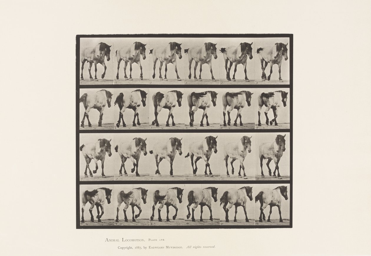 Camminare; Libero; Cavallo Belga Grigio Scuro Hansel, 1885 da Eadweard Muybridge