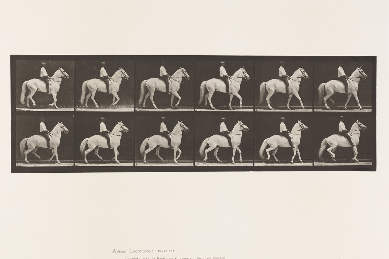 Camminare; Sella; Irregolare; Cavallo Bianco Clinton, 1885 da Eadweard Muybridge