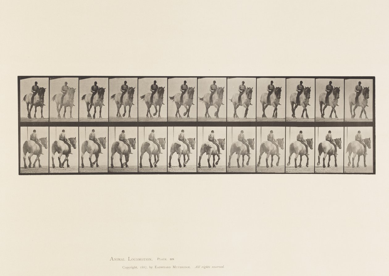 Tavola 578. Camminata; Senza Sella; Cavallo Belga Grigio Scuro Dusel da Eadweard Muybridge