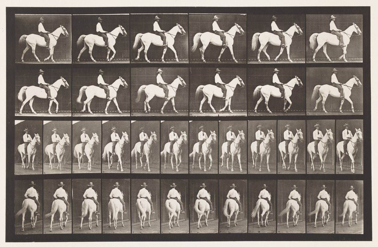 Camminare; Sella; Cavallo Bianco Elberon, 1885 da Eadweard Muybridge