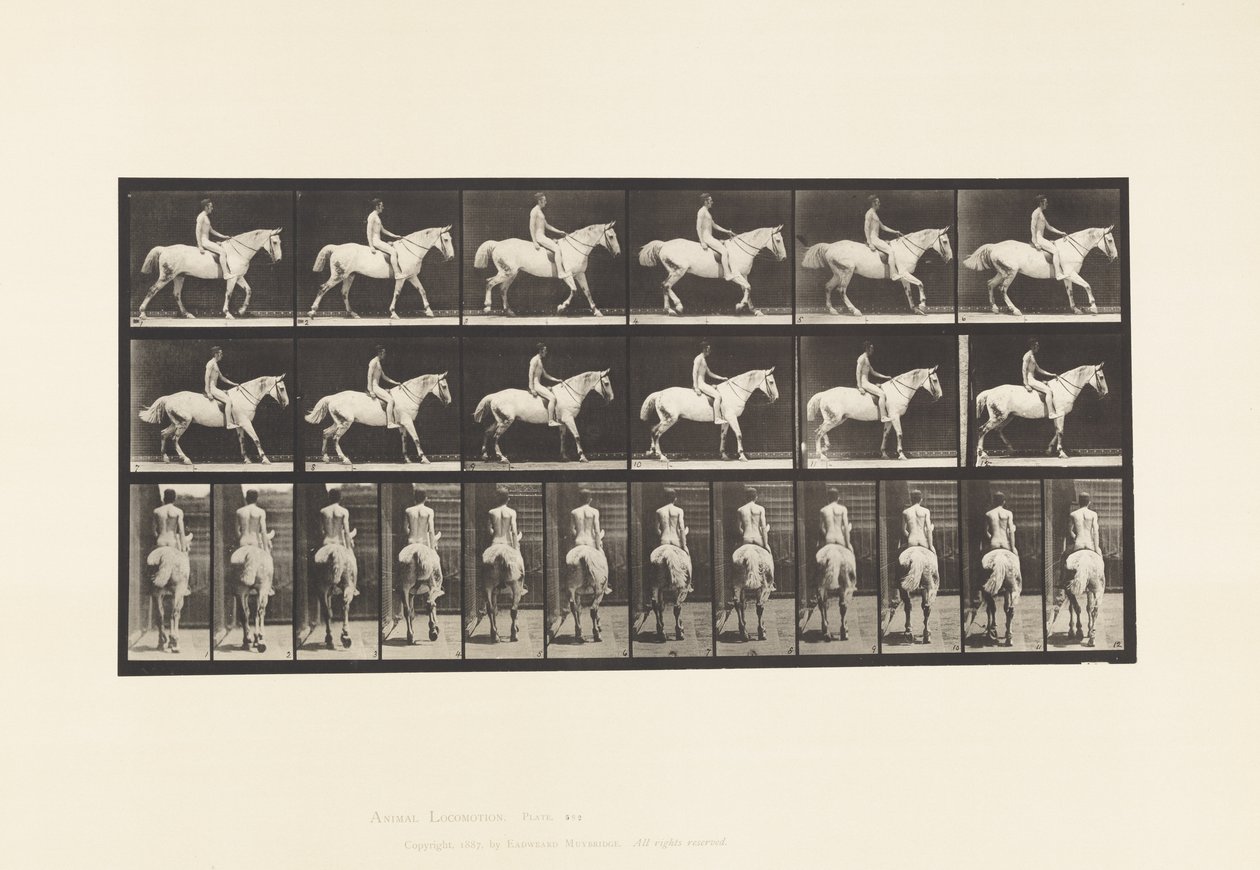 Tavola 582. Camminata; Sella; Cavaliere, 43, Nudo; Cavallo Grigio Chiaro Smith da Eadweard Muybridge