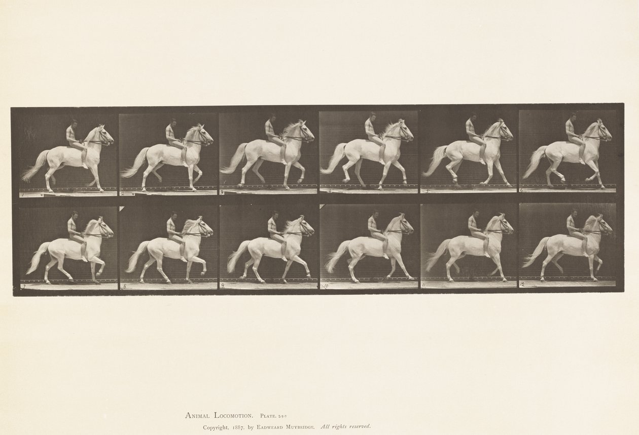 Tavola 590. Ambling da Eadweard Muybridge