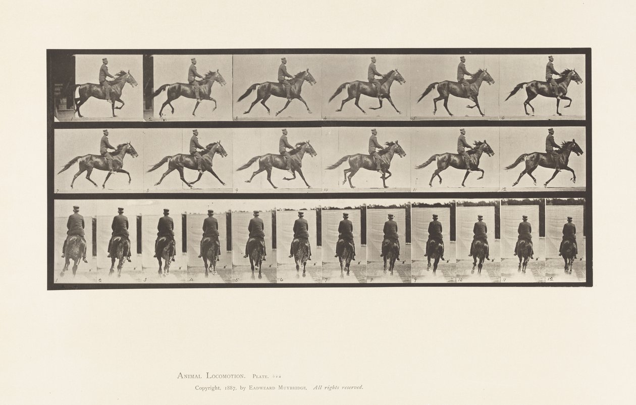 Tavola 592. Andatura Oscillante; Sella; Cavallo Bruno Pronto da Eadweard Muybridge
