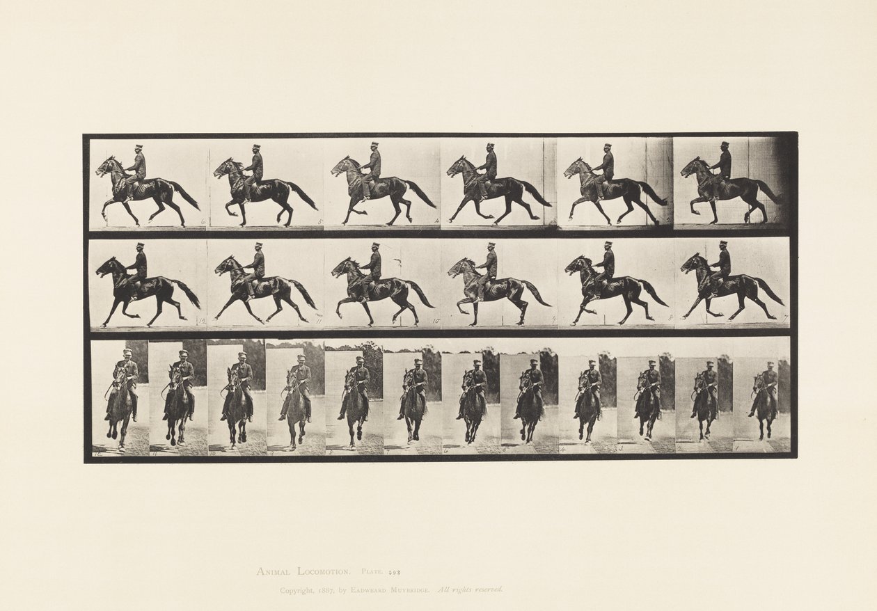 Tavola 593. Andatura Oscillante; Sella; Cavallo Bruno Pronto da Eadweard Muybridge