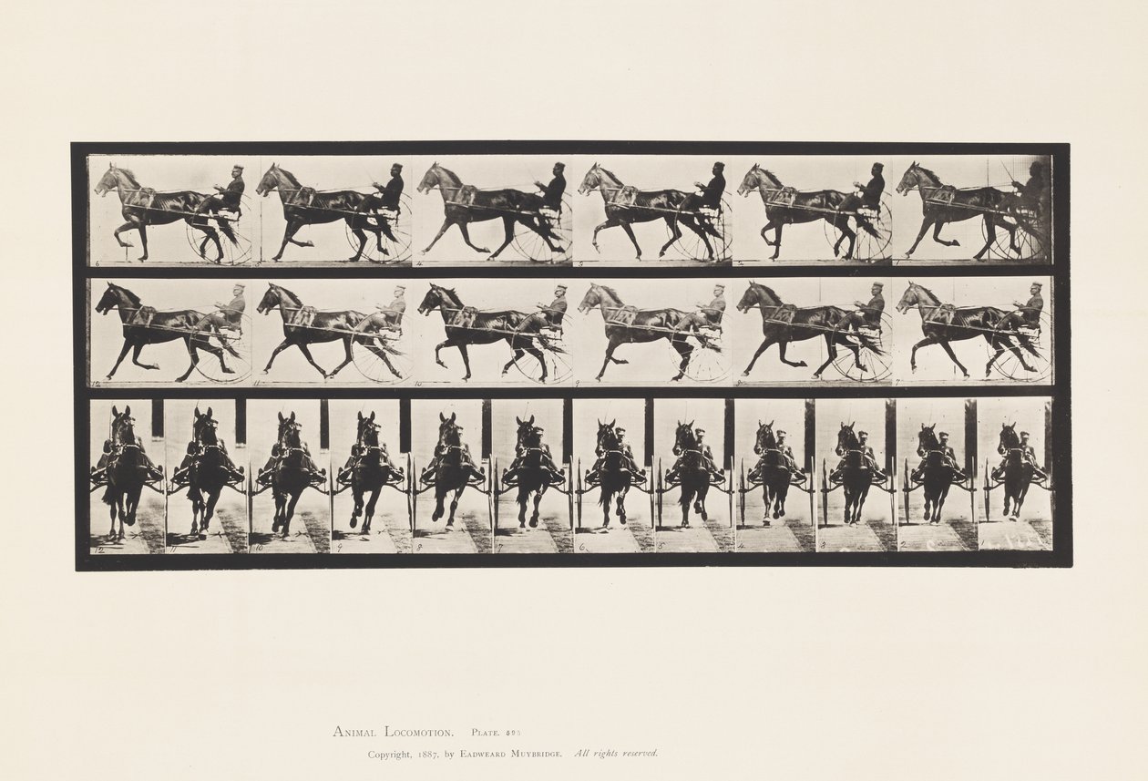 Tavola 595. Dondolando (Passo): Sulky; Cavallo Marrone Pronto da Eadweard Muybridge