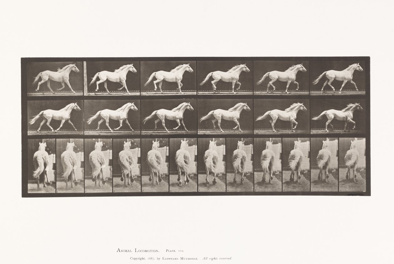 Tavola 596. Trotto; Libero; Cavallo Grigio Chiaro Eagle da Eadweard Muybridge