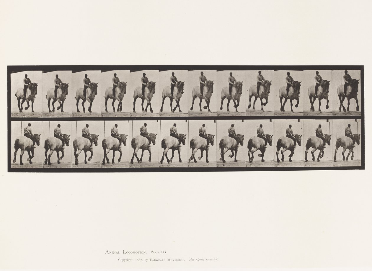 Tavola 599. Trotto; Senza Sella; Cavallo Grigio Scuro Dusel da Eadweard Muybridge