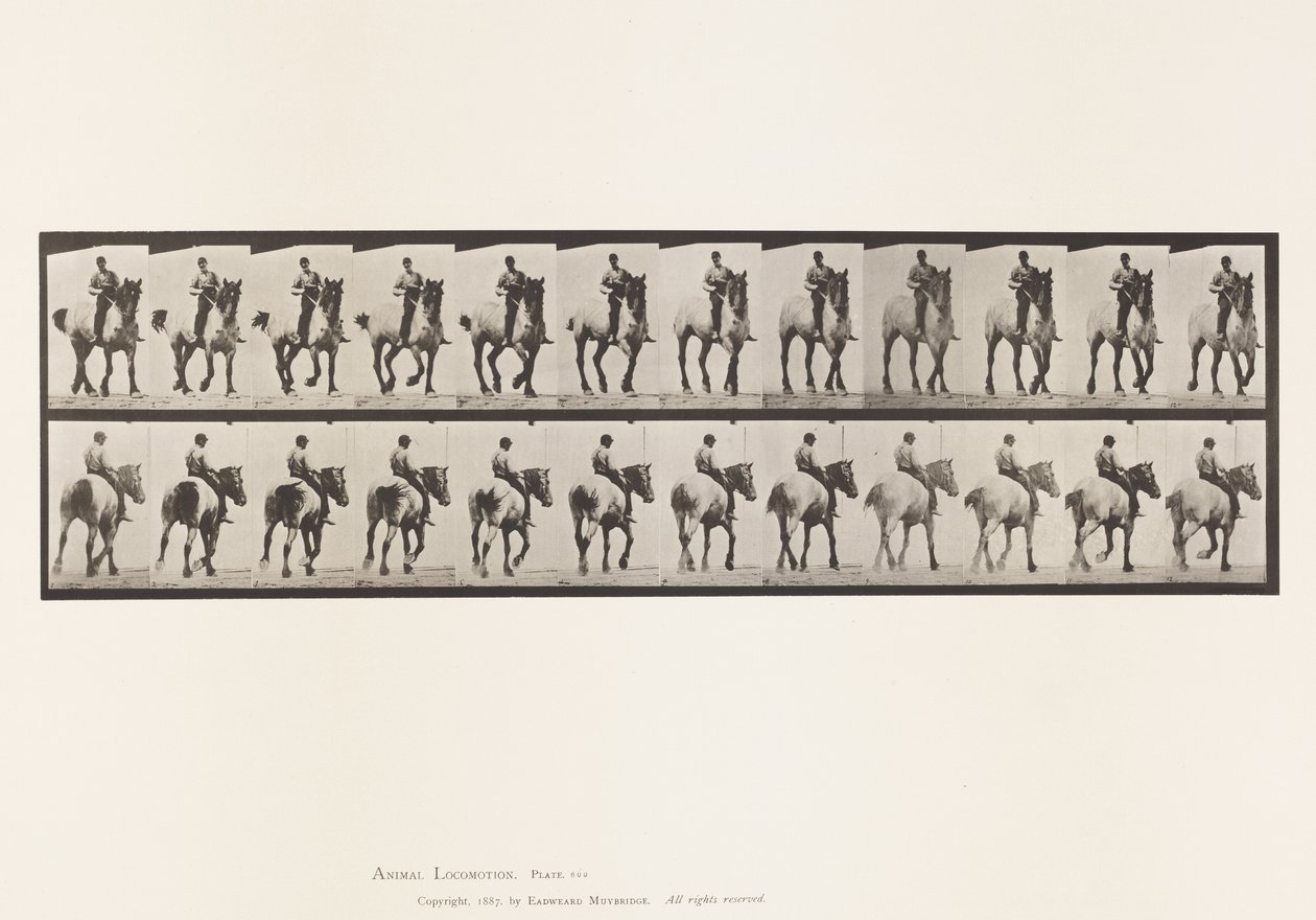 Tavola 600. Trotto; Senza sella; Grigio scuro Dusel da Eadweard Muybridge