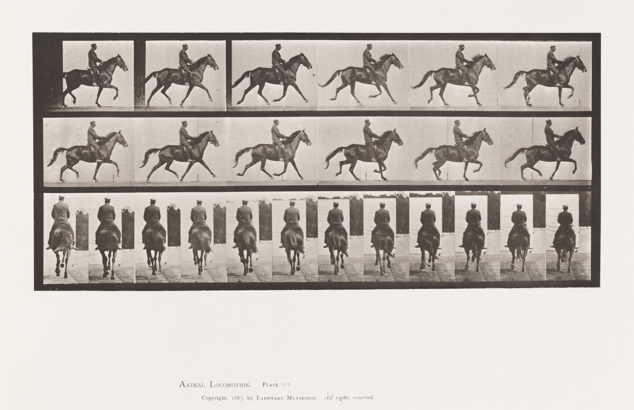 Tavola 601. Trotto; Sella; Giumenta Marrone Beauty da Eadweard Muybridge