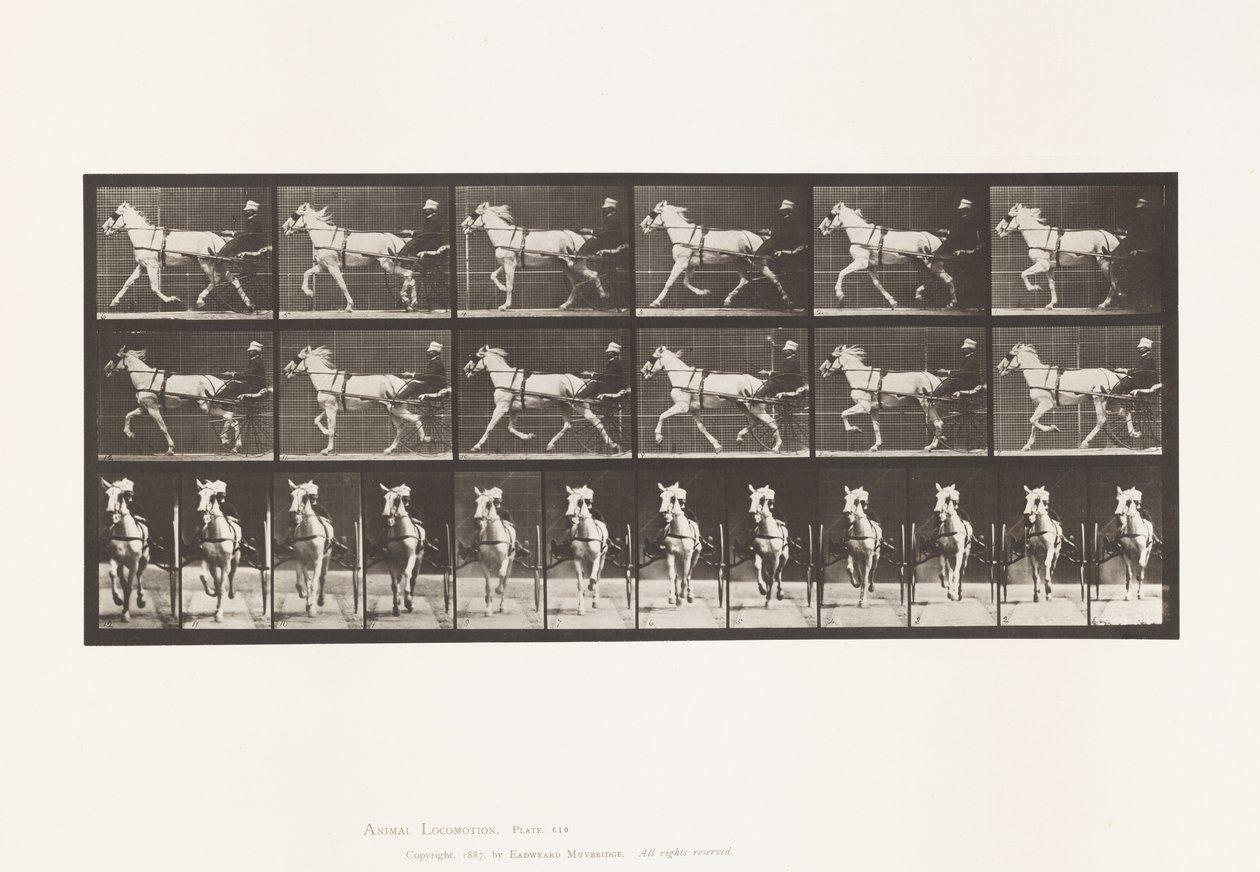 Tavola 610. Trotto; Sulky; Giumenta Grigia, Katydid da Eadweard Muybridge