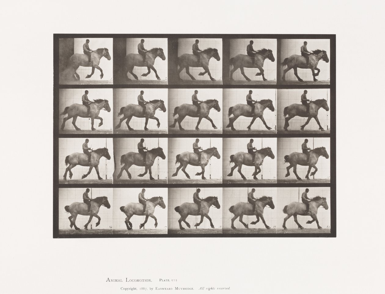 Galoppo lento; Senza sella; Cavallo belga grigio scuro Hansel da Eadweard Muybridge